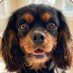 Mona - Recovery Support Companion